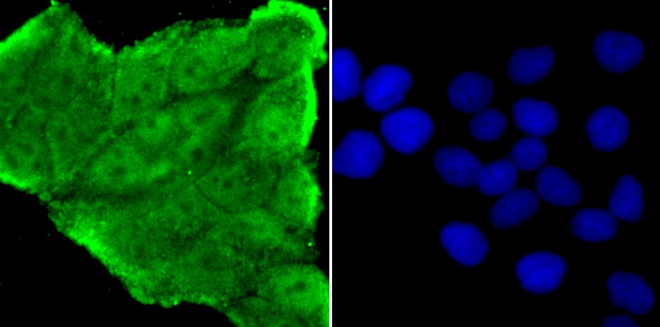 Anti-NUP153 Antibody (4X360)