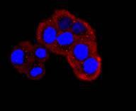 Anti-NUMB Antibody (1M861)