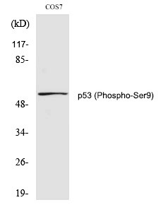 Anti-Phospho-p53 (Ser9) Polyclonal Antibody