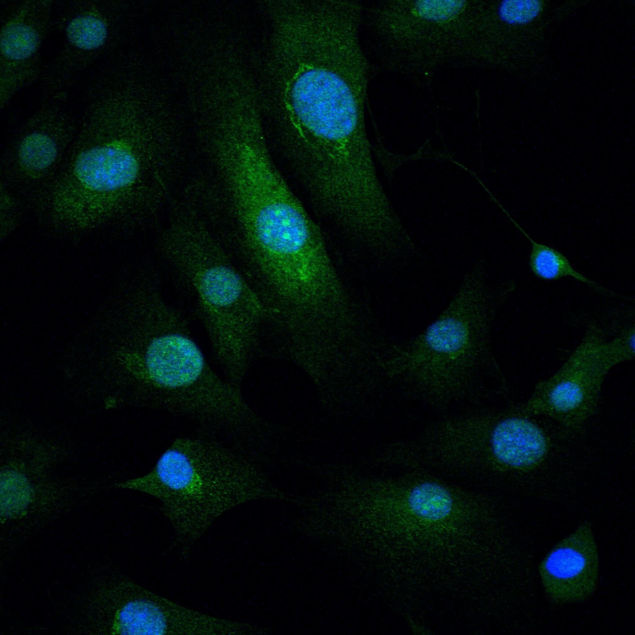 Anti-NR4A1 Antibody (7O127)