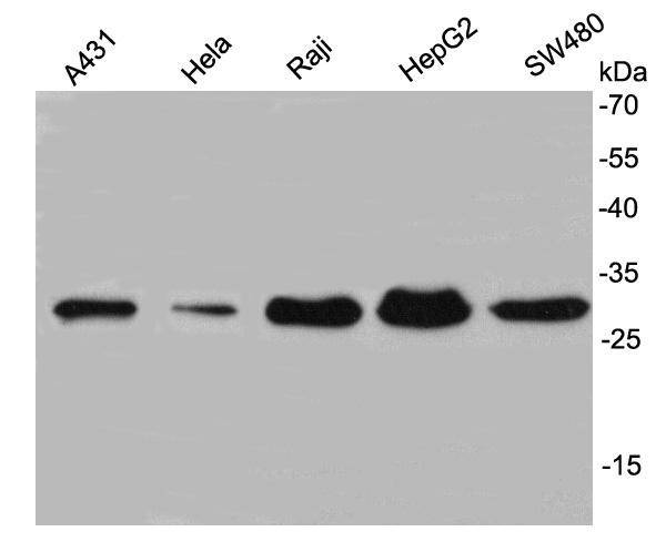 Anti-NusA Antibody (9X435)