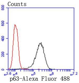 Anti-p63 Antibody (4X27)