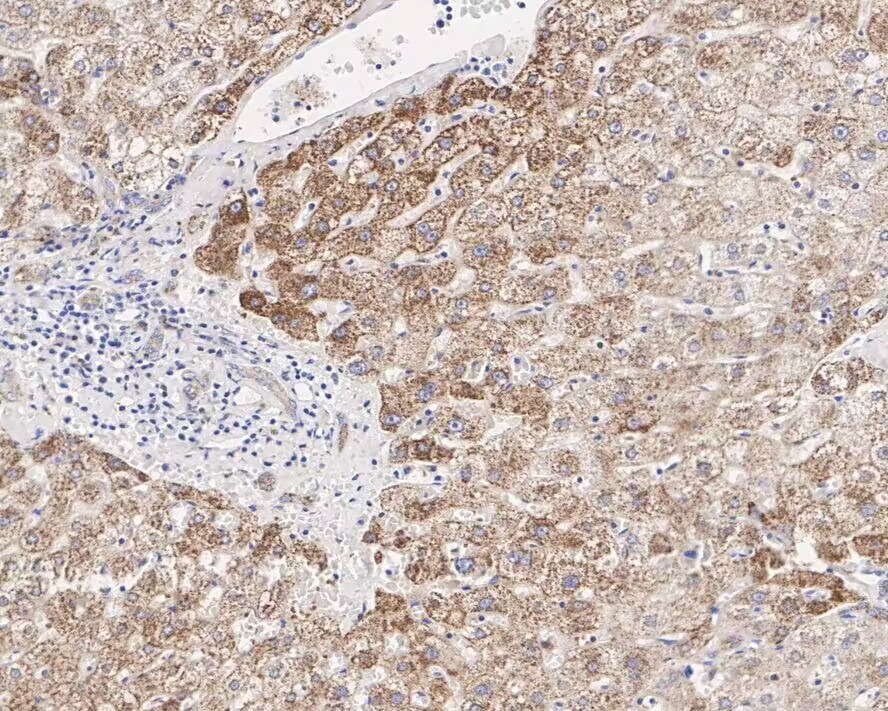Anti-NR4A1 Antibody (7O127)
