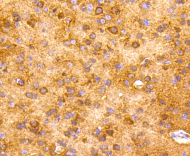 Anti-NSE/ENO2 Antibody (8L64)