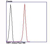 Anti-NRF1 Antibody (7Y254)