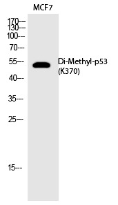 Anti-Di-methyl-p53 (Lys370) Polyclonal Antibody