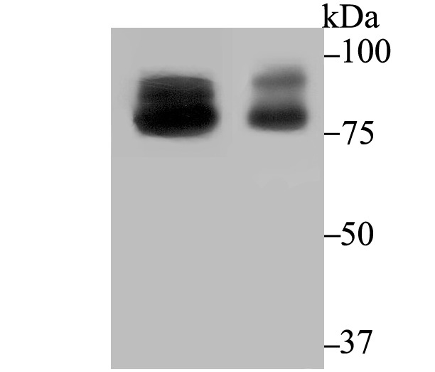 Anti-OS9 Antibody (8R432)