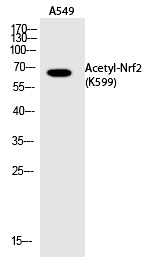 Anti-Acetyl-NFE2L2 (Lys599) Polyclonal Antibody