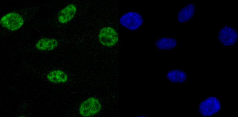 Anti-NRF1 Antibody (7Y254)