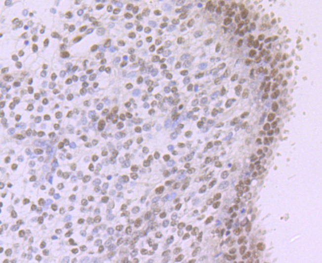 Anti-NR1D1 Antibody (2D57)