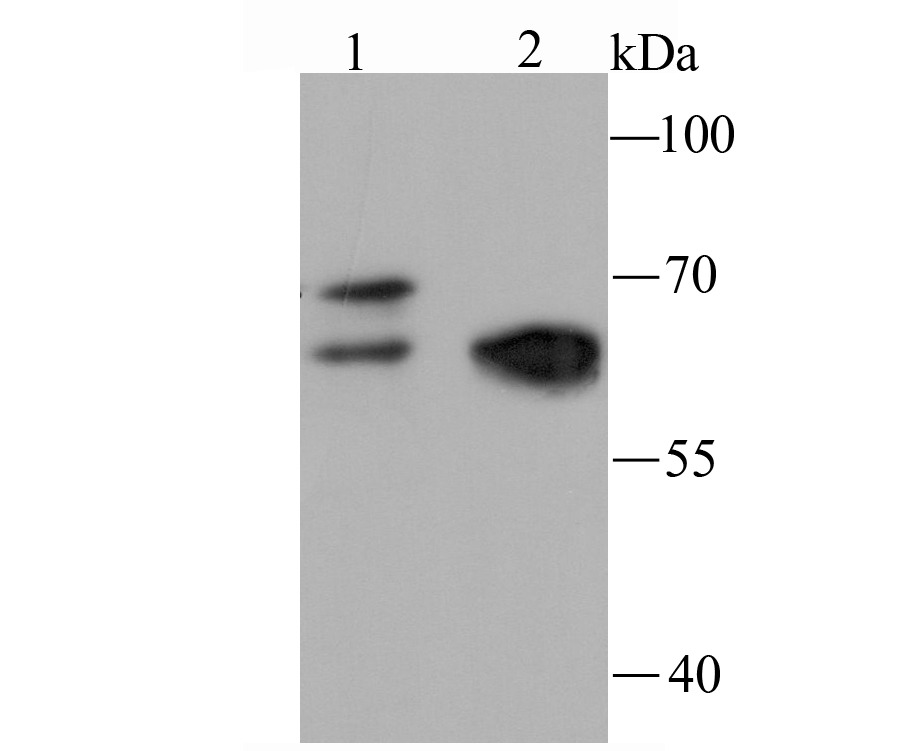 Anti-NRF1 Antibody (7Y254)