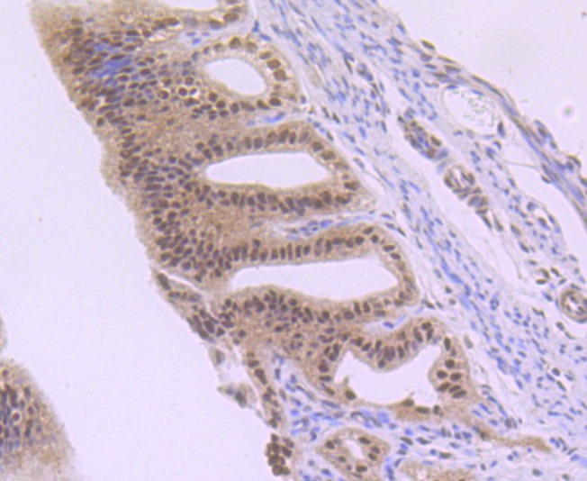 Anti-NR1D1 Antibody (2D57)