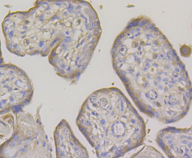 Anti-OS9 Antibody (8R432)