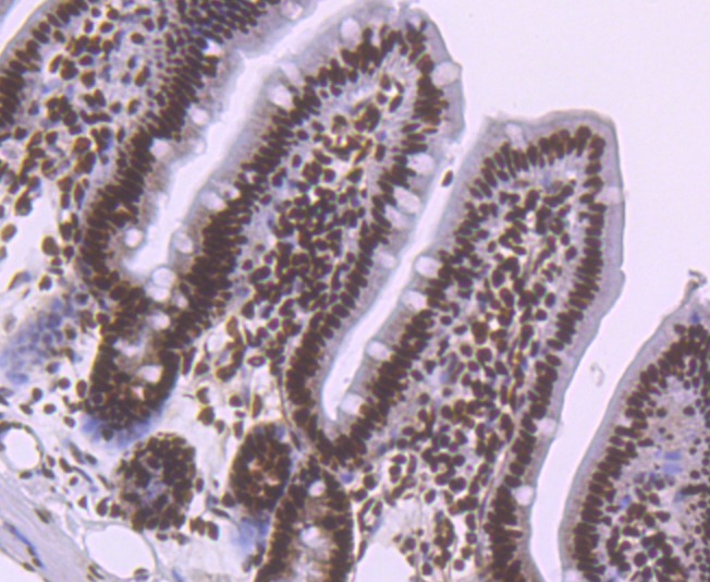Anti-NRF1 Antibody (7Y254)