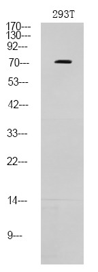 Anti-Phospho-p73 (Thr86) Polyclonal Antibody