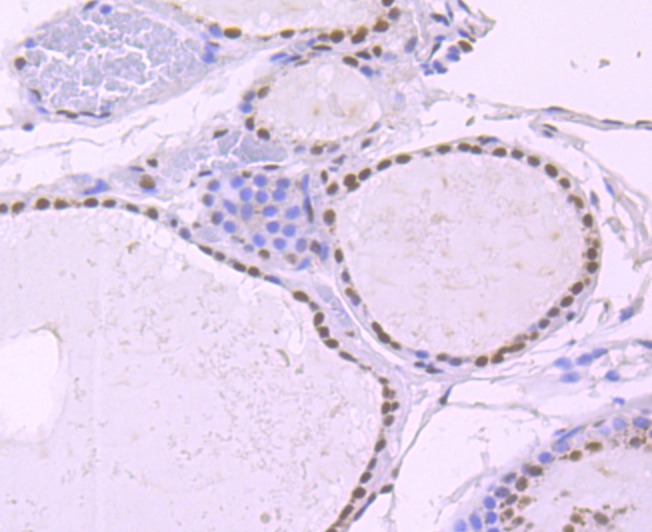 Anti-NRF1 Antibody (7Y254)