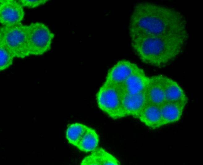 Anti-p53 Antibody (8U839)