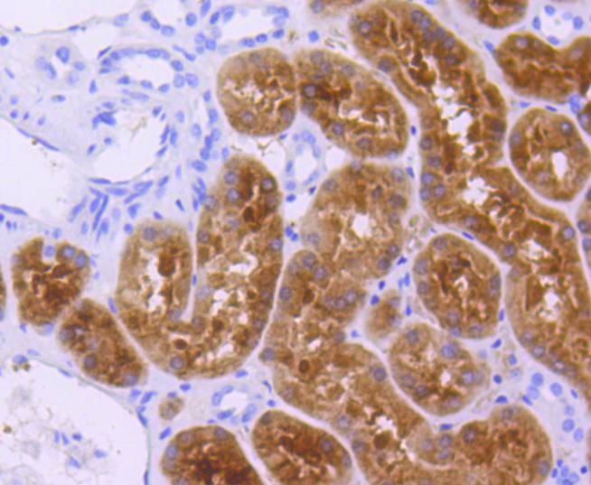 Anti-p73 Antibody (2O496)