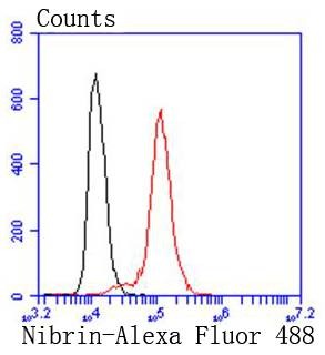 Anti-NBN Antibody (9Z721)