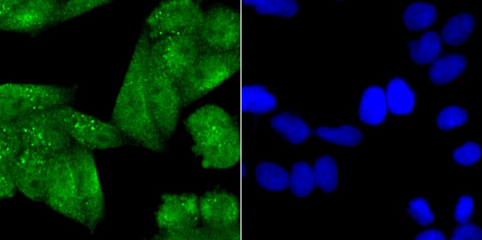 Anti-NR0B1 Antibody (2T380)