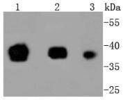 Anti-OCT4 Antibody (4Q101)