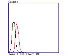 Anti-Noxa Antibody (1A221)