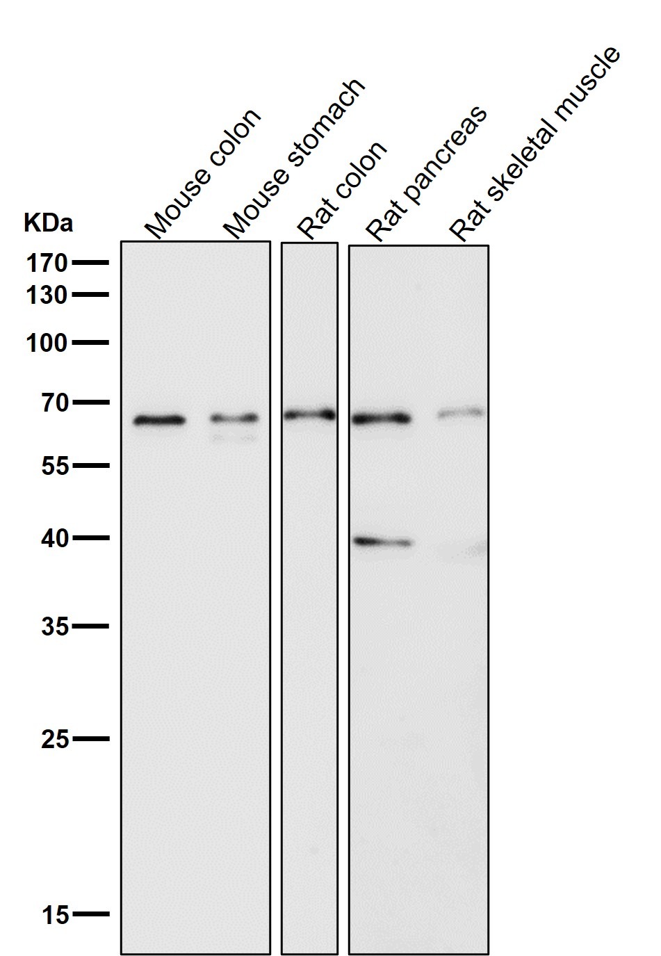 Anti-OCLN Antibody (1S954)
