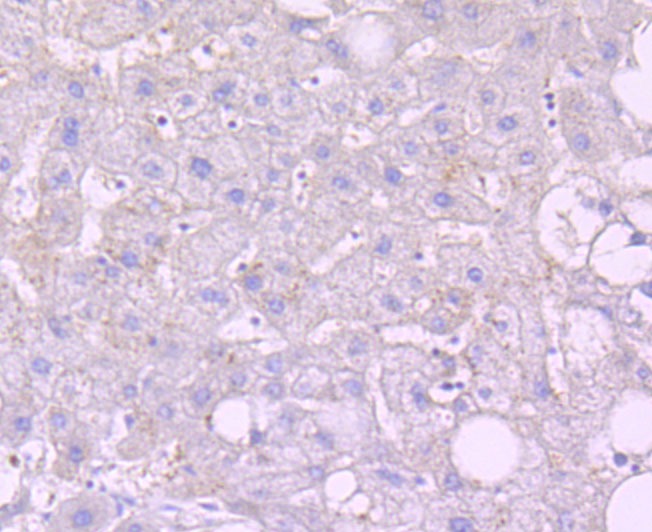 Anti-Noxa Antibody (1A221)