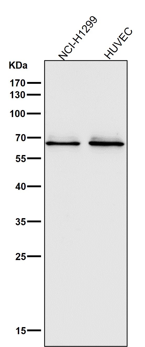 Anti-OCLN Antibody (1S954)