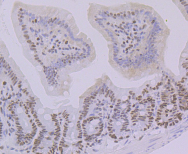 Anti-Oct1 Antibody (1A605)