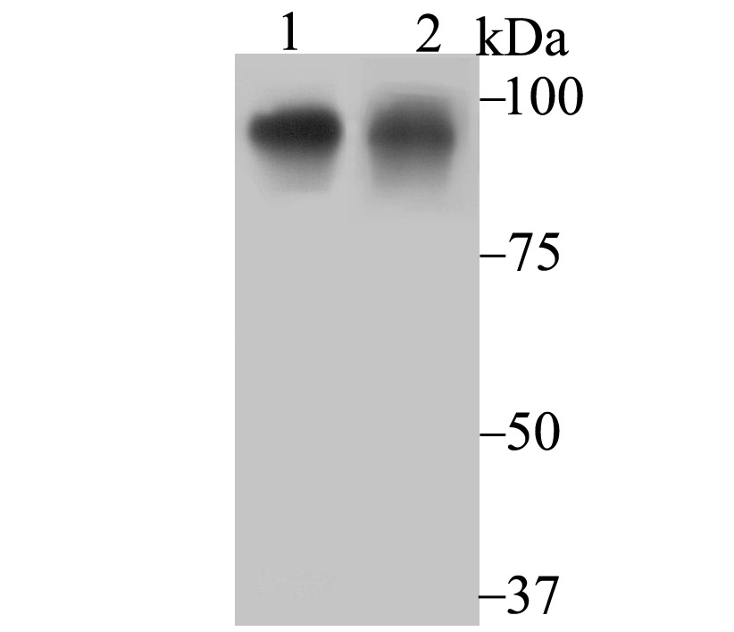 Anti-Oct1 Antibody (1A605)
