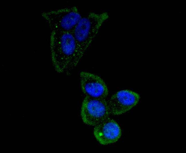 Anti-OCT4 Antibody (4Q101)