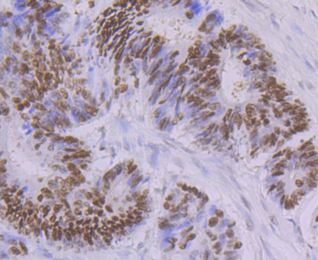Anti-Oct1 Antibody (1A605)