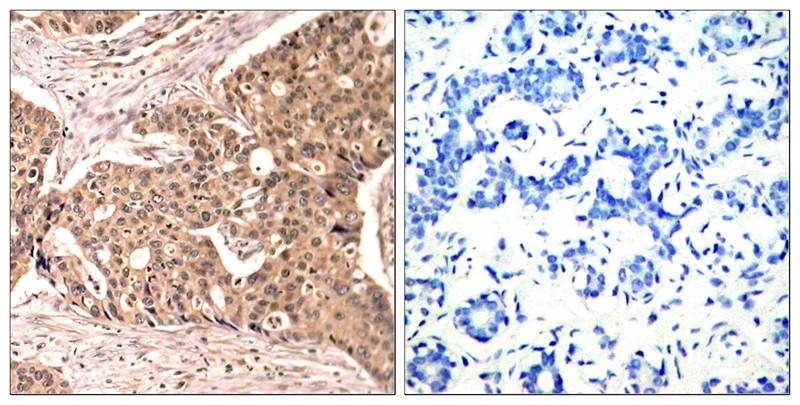 Anti-Phospho-PXN (Tyr118) Polyclonal Antibody