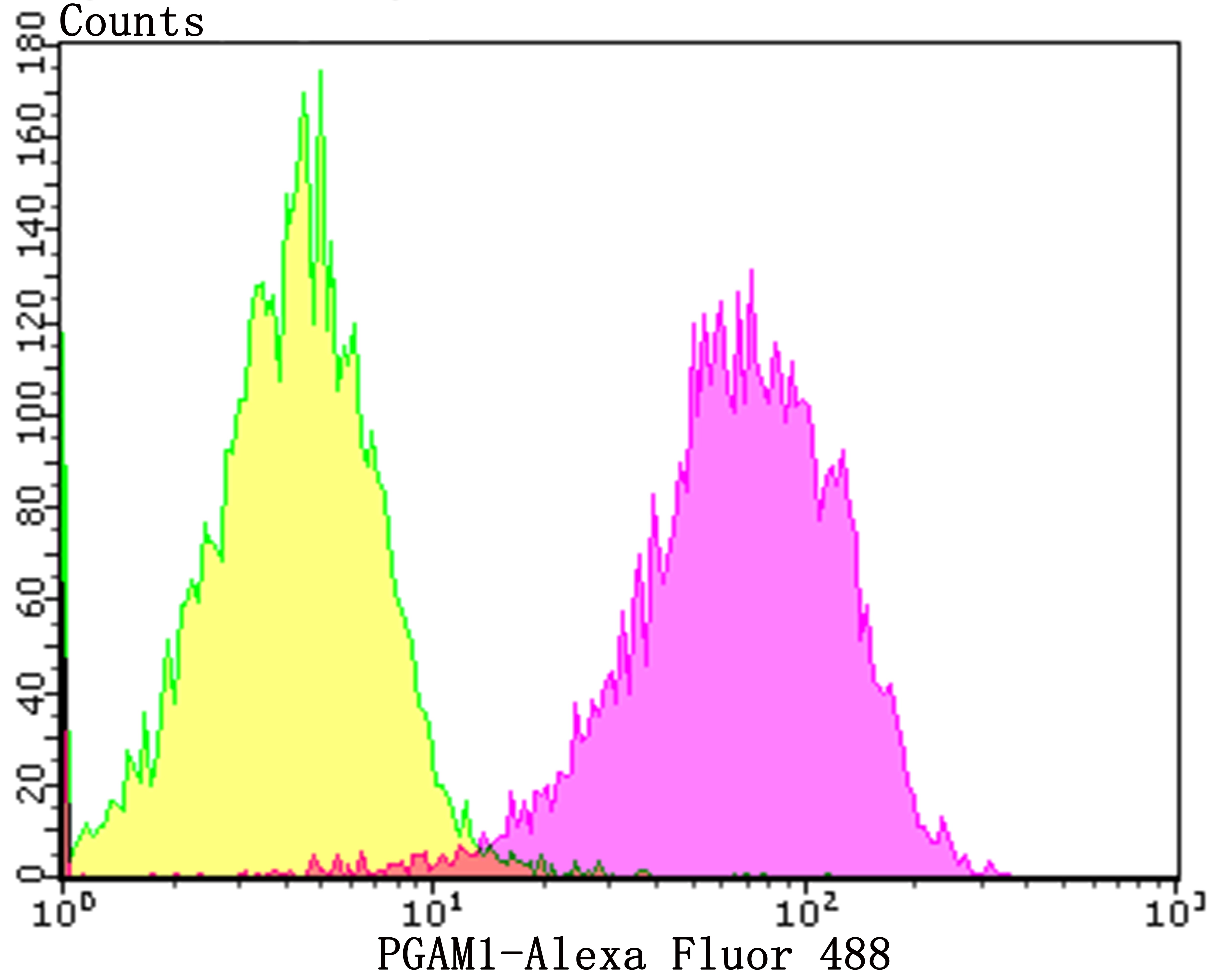 Anti-PGAM1 Antibody (6H458)
