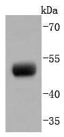 Anti-PAX8 Antibody (7Q264)