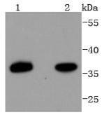 Anti-PAX9 Antibody (8E64)