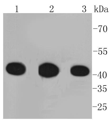 Anti-PGK1 Antibody (1H456)