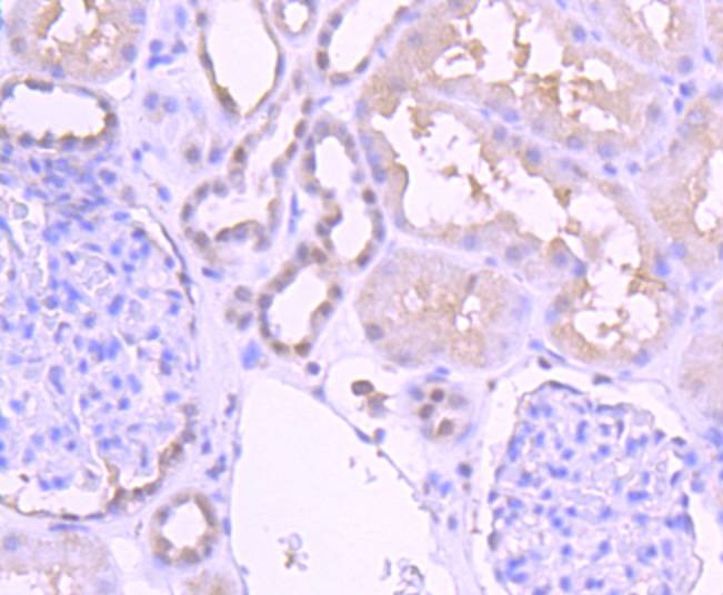 Anti-Pax2 Antibody (6X420)