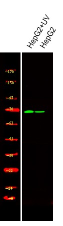 Anti-Phospho-PAK4/5/6 (Ser474) Polyclonal Antibody