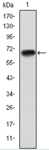 Anti-PGC-1 alpha Antibody (9N432)