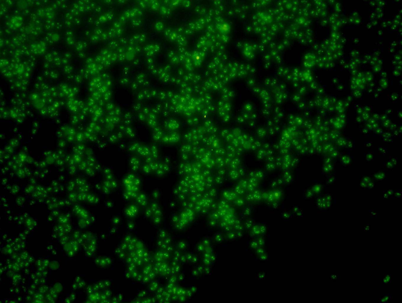 Anti-PGBD5 Antibody (3L250)