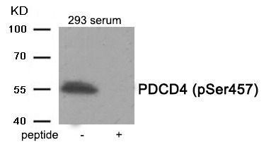 Anti-Phospho-PDCD4 (Ser457) Polyclonal Antibody