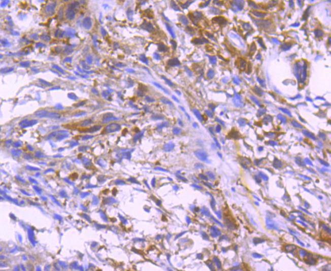 Anti-PXN Antibody (8Y831)