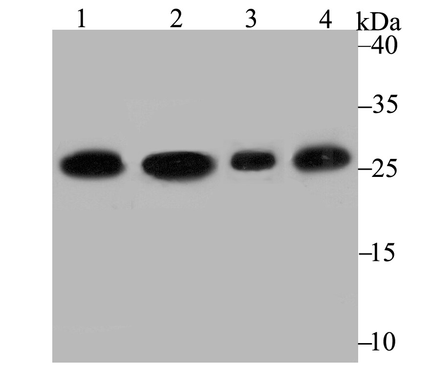 Anti-PGAM1 Antibody (6H458)