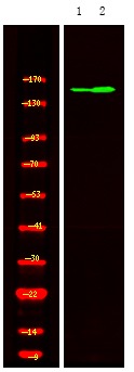 Anti-Phospho-PASK (Thr1165) Polyclonal Antibody