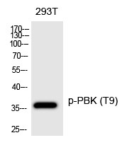 Anti-Phospho-PBK/TOPK (Thr9) Polyclonal Antibody