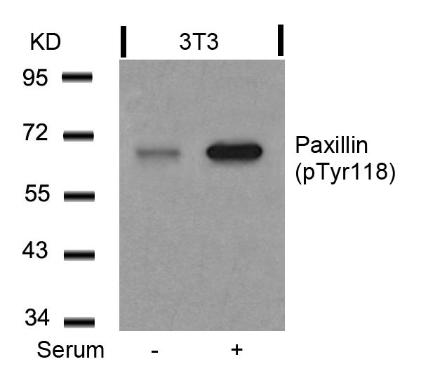 Anti-Phospho-PXN (Tyr118) Polyclonal Antibody