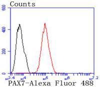Anti-PAX7 Antibody (5T846)