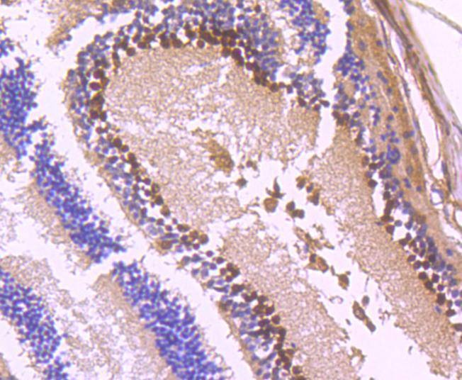Anti-PAX6 Antibody (9M633)